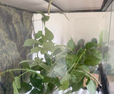 Indian Stick Insects / Easy Pet Insects for Adoption