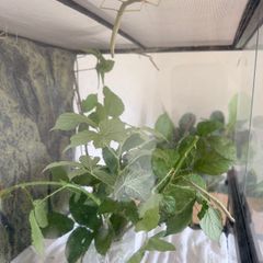 Indian Stick Insects / Easy Pet Insects for Adoption