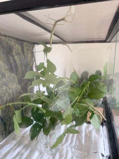 Indian Stick Insects / Easy Pet Insects for Adoption