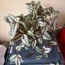 Tradescantia Image 2