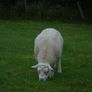 Texel and Charloais Rams Image 4