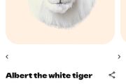 wild and soft tiger and elephant head