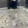 Premium Axolotl Juveniles Image 3