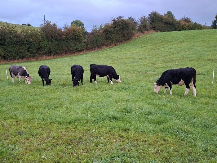 5 Heifers. 5 good condition heifers