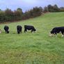 Cattle Image 10