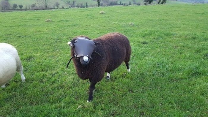 Sheep ram guard