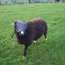 Sheep ram guard Image 4
