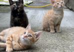 kittens free to good home