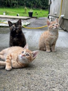kittens free to good home