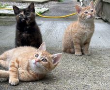 kittens free to good home