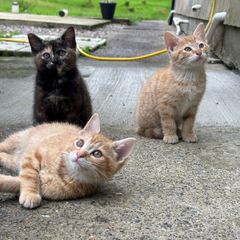 kittens free to good home