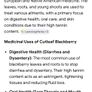 Cutleaf thornless blackberry plant Image 8