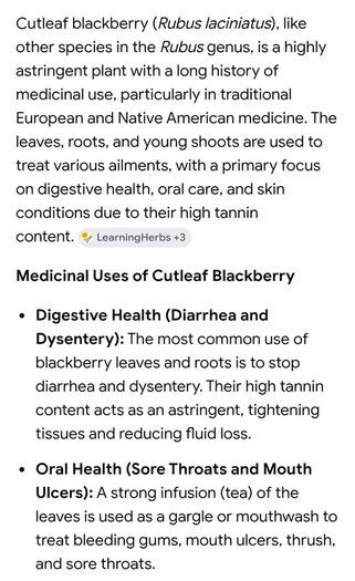 Cutleaf thornless blackberry plant