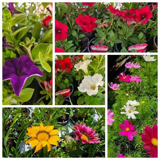 Trailing Baskets Plants Surfinia,