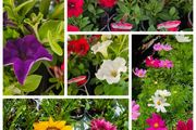 Trailing Baskets Plants Surfinia,