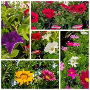 Trailing Baskets Plants Surfinia,