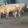 Charlaois bulls Image 3