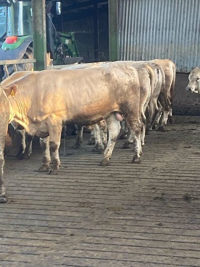 Charlaois bulls