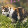 Cat Mini Tractive Tracker Image 9