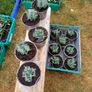 Lavender Plants Image 3