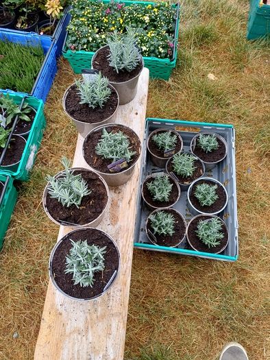 Lavender Plants