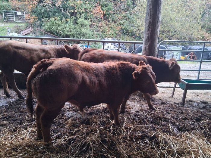 Bulls