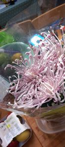 Chrysanthemum plant