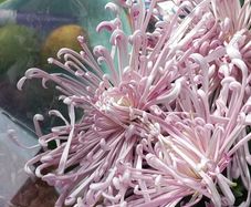 Chrysanthemum plant