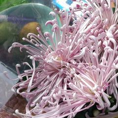 Chrysanthemum plant