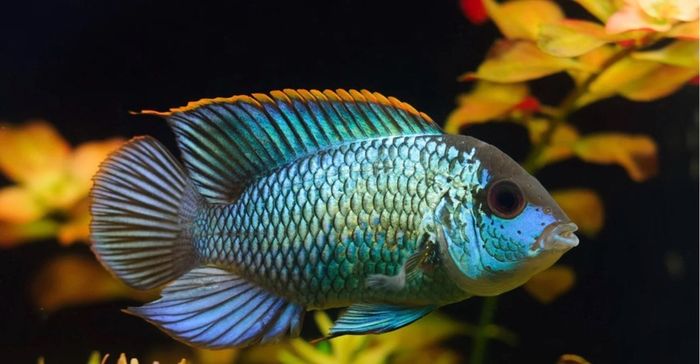Electric blue acaras and blue polar parrot