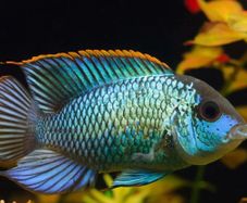 Electric blue acaras and blue polar parrot