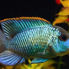 Electric blue acaras and blue polar parrot