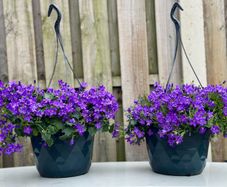 Campanula Catharina (Wall Bellflower) in 23cm hanging pot