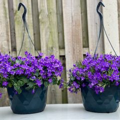 Campanula Catharina (Wall Bellflower) in 23cm hanging pot
