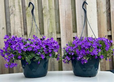 Campanula Catharina (Wall Bellflower) in 23cm hanging pot