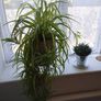 Huge Spider Plant Image 2