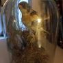 Taxidermied bird in glass dome Image 6