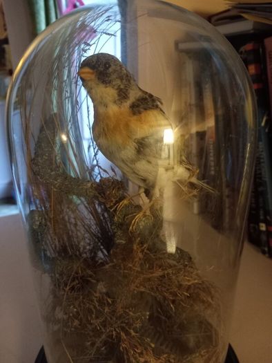 Taxidermied bird in glass dome