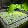 Aquatic plant/water lettuce Image 4