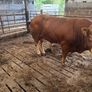 Bull Image 5