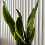 Sansevieria Image 2