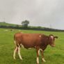 Incalf friesan heifers Image 5