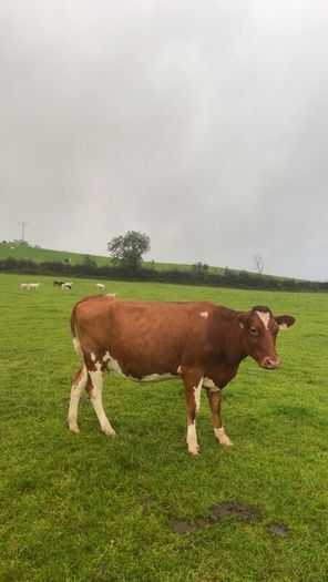 Incalf friesan heifers