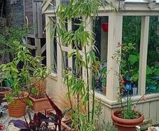 Bamboo