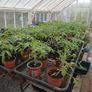 Tomato Plants Image 4