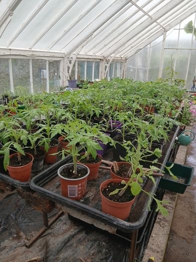 Tomato Plants