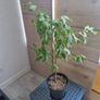 Guava plant Image 3