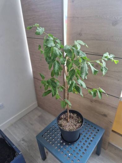 Guava plant