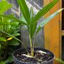 Trachycarpus Fortunei small plants. Hardy palm tree. Ideal for Irish gardens Image 2
