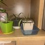 spider plants Image 4